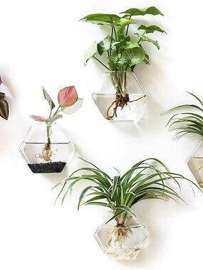 New Hexagon Wall Planter Set - 3 Pack Glass Propagation Terrarium Vases